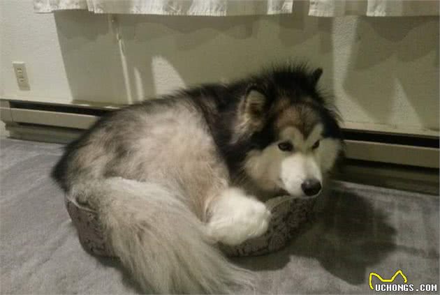 狗狗什么都会怕，它们的表情很生动喔