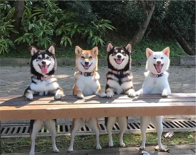 如何饲养训练脾气倔强的柴犬？小技巧来啦