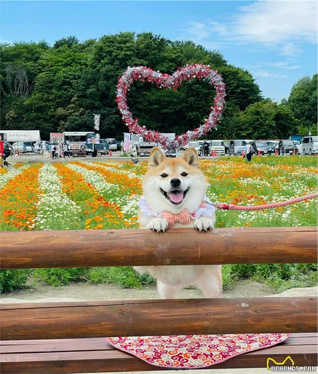 如何饲养训练脾气倔强的柴犬？小技巧来啦