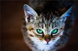 世界十大最小猫，盘点那些萌到爆炸的小猫