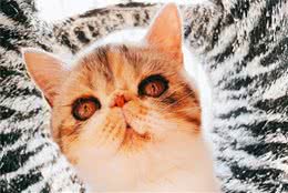 被主人遗忘的加菲猫，当初的奄奄一息，如今的生龙活虎