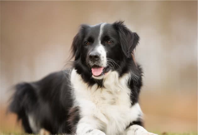 犬种的大小对智力有影响吗？为什么宠物智商排行榜大型犬偏多呢