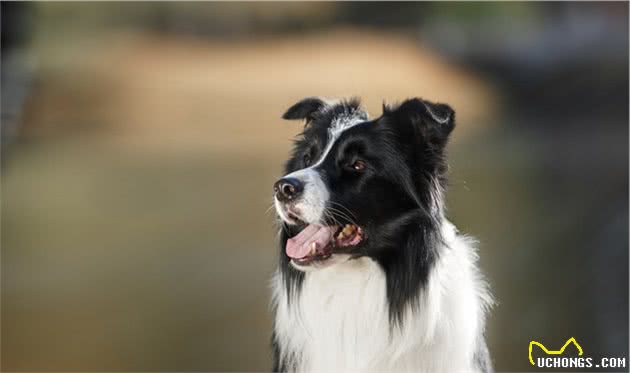 犬种的大小对智力有影响吗？为什么宠物智商排行榜大型犬偏多呢