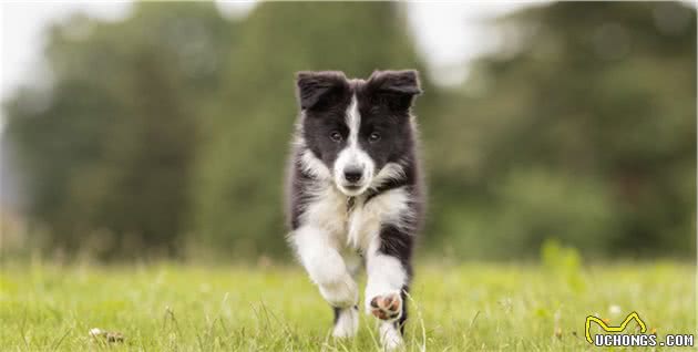 犬种的大小对智力有影响吗？为什么宠物智商排行榜大型犬偏多呢