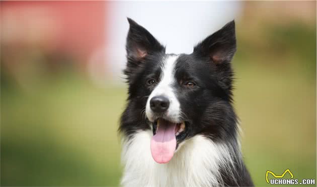 犬种的大小对智力有影响吗？为什么宠物智商排行榜大型犬偏多呢