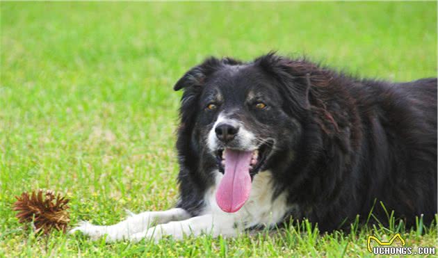 犬种的大小对智力有影响吗？为什么宠物智商排行榜大型犬偏多呢