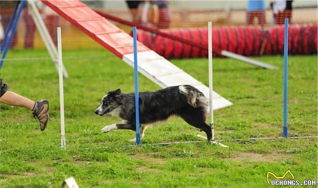 犬种的大小对智力有影响吗？为什么宠物智商排行榜大型犬偏多呢