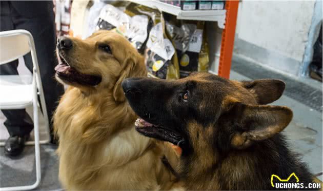 犬种的大小对智力有影响吗？为什么宠物智商排行榜大型犬偏多呢