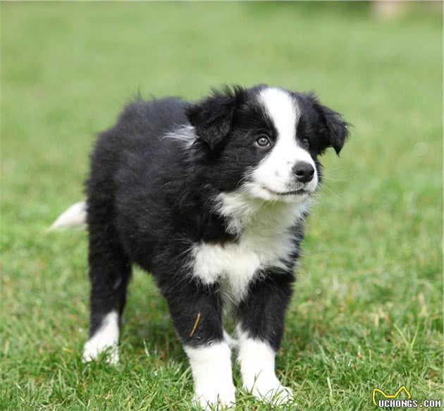 犬种的大小对智力有影响吗？为什么宠物智商排行榜大型犬偏多呢