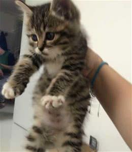 抱猫用这几种姿势只会让主子离你越来越远