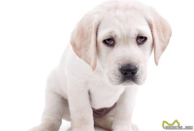 “幼犬杀手”犬细小可能就在身边，主人如何保障狗狗健康？