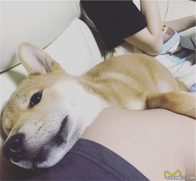 狗狗这些“特殊”的行为，其实是很聪明的表现，你知道吗？