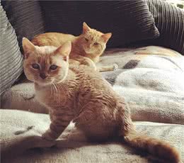 “迷你”小猫被丢在医院，体重不到2公斤，双眼苍白却并未失明