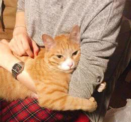 养猫必看：10个奇奇怪怪的猫咪冷知识，你知道几个？