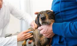 狗狗不健康时，身体会亮出几个“红灯”，你注意到没？