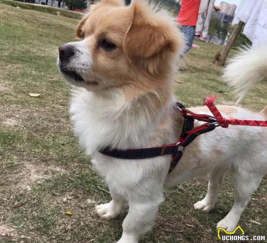 最容易被抛弃的5种狗，你是不是也抛弃过？