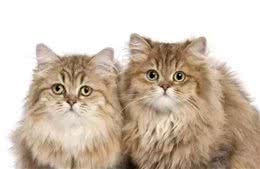 长毛猫都一样吗？其实他们有很多种哦