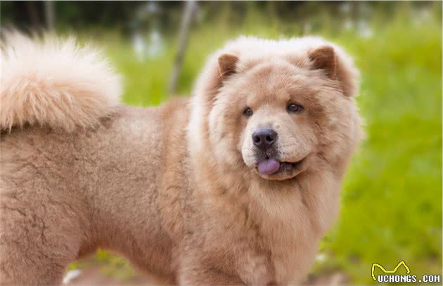 松狮犬常见的5种颜色，你都认全了吗？