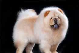 松狮犬常见的5种颜色，你都认全了吗？