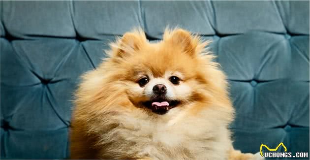 博美犬这7个动作，对你做得越频繁，就说明它越爱你