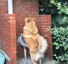 狗狗们的各种逆天撒尿姿势，到底在告诉我们什么？