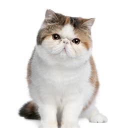 宠物大全：异国短毛猫的详细资料