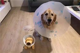 狗狗什么时候做绝育比较好？处于以下4种情况时要避免绝育哦