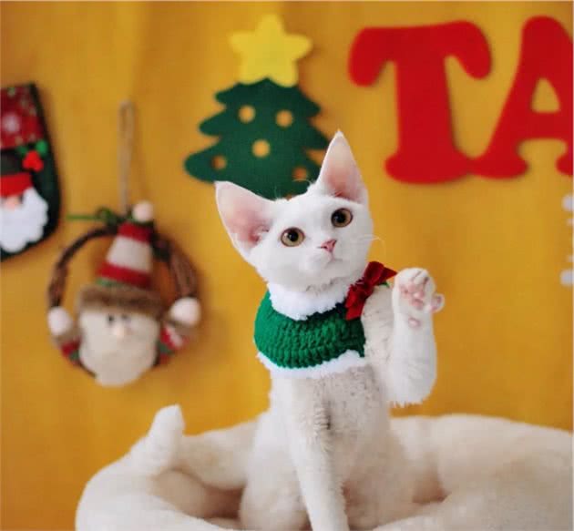 德文卷毛猫吃什么猫粮好？该怎么养？注意这几点