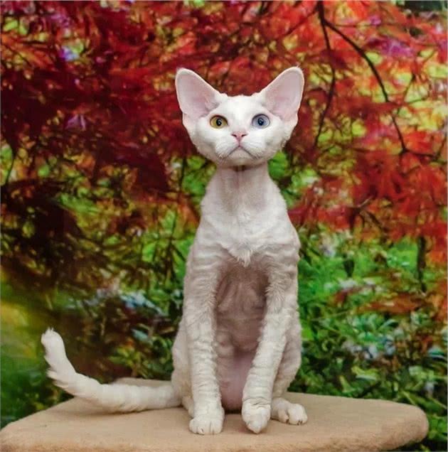 德文卷毛猫吃什么猫粮好？该怎么养？注意这几点