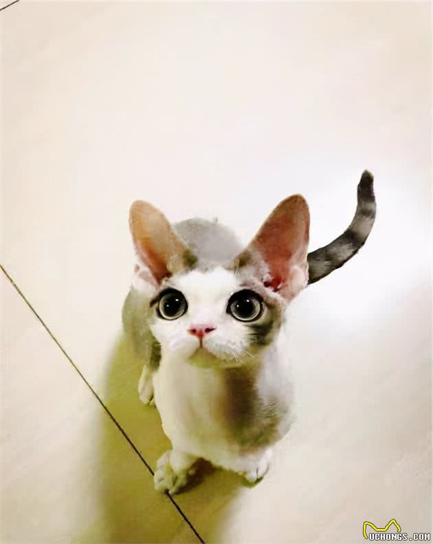 德文卷毛猫吃什么猫粮好？该怎么养？注意这几点