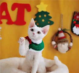 德文卷毛猫吃什么猫粮好？该怎么养？注意这几点