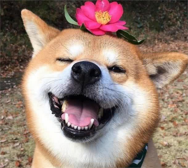 一只狗过得快不快乐，看这几点就好