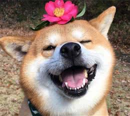 一只狗过得快不快乐，看这几点就好