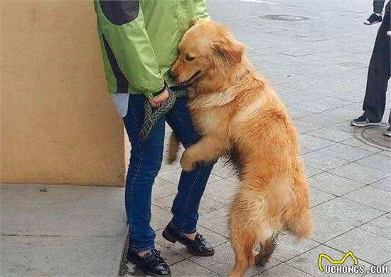 厉害了！养金毛犬，这6点可是“出了名”的