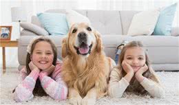 厉害了！养金毛犬，这6点可是“出了名”的