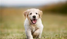 养犬小知识狗狗厌食的秘密你知道多少呢？