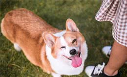狗狗有以下特点，可以带来好运气哦