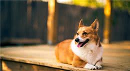 世界名犬大全（三）