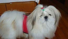 西施犬没有发情，阴道出血，是什么原因引起的？