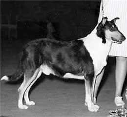 寻根问祖系列（47）：粗毛柯利犬（RoughCollie）
