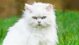 厌恶束缚的贵族—土耳其安哥拉猫