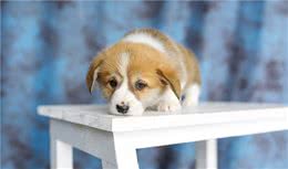 主人别再做这6种行为了，这不是对狗狗好