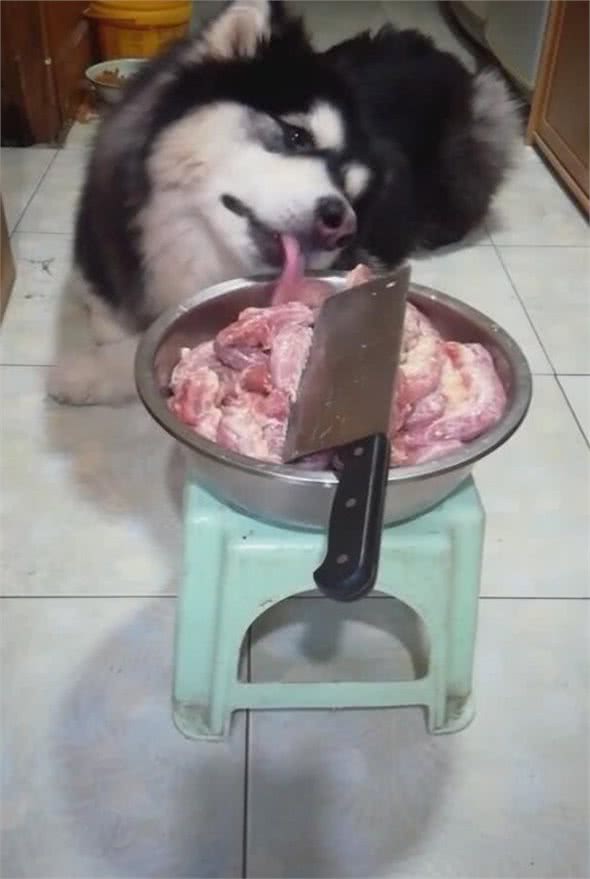 狗狗伸舌头偷吃生肉，主人拿菜刀剁剁，狗子立马变老实！