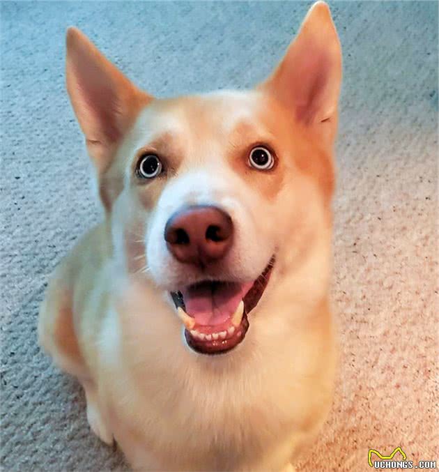 谁说串串不好看的？你过来，这18只杂交犬哪一只不是可爱到爆