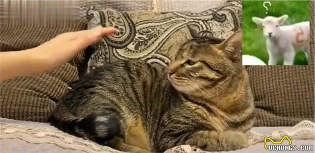 狸花猫把主人当成“妈妈”后，会有这些行为