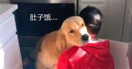 狗狗为什么对你汪汪叫？它可能在告诉你这6件事