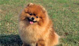 博美犬的这6个部位“不经打”，否则可能令它受伤，不动手最好！