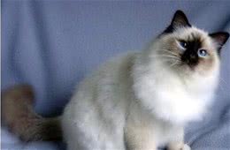 十种最美的长毛猫，有没有你家的主子？