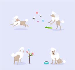 你家饲养比熊犬了吗？比熊幼犬在家庭里面怎么饲养呢？