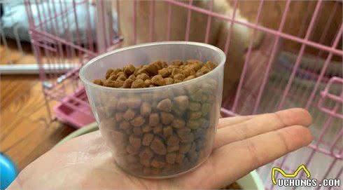想要养只金毛犬，需要的东西，你都备好了吗？